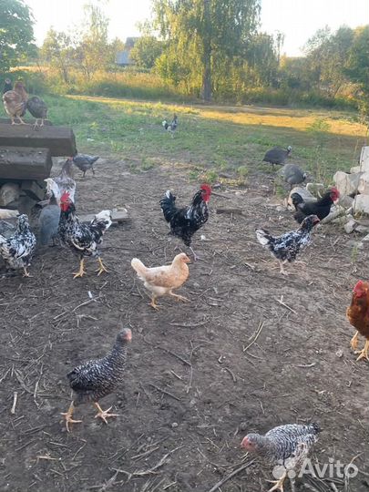 Куры молодки несушки