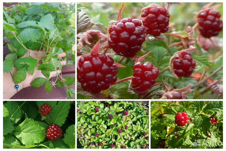 Земляника Тибет. малина. Клюква. Княженика Саженцы