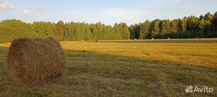 Продам сено в рулонах