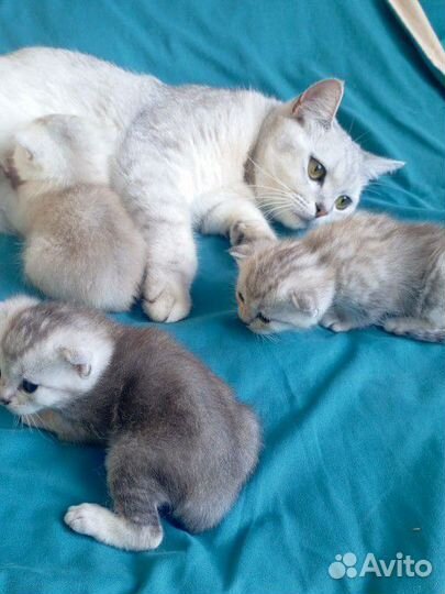 Шотландские прямоухие котята