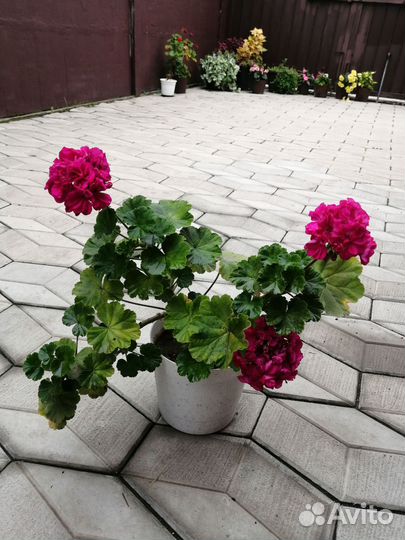 Пеларгония герань