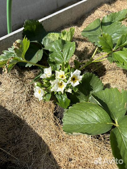 Рассада клубники