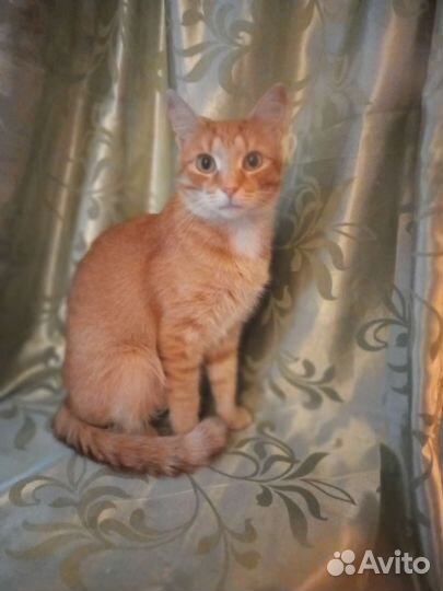 Молодой кот Цитрус