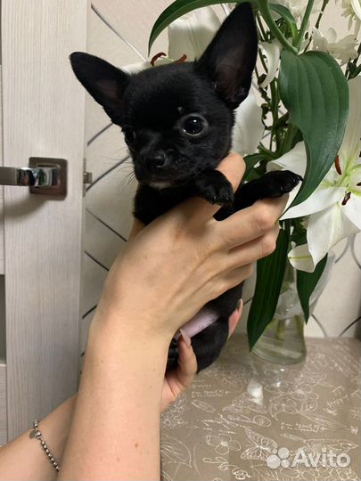 Чихуахуа мини мальчик черный уголек