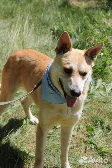 Добрый семейный пес в дар из приюта