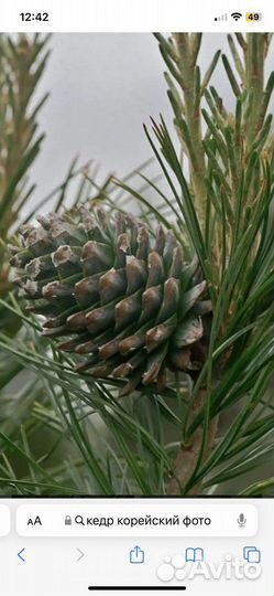 Кедр Корейский. доступен В наличии