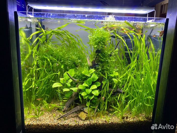 Аквариум