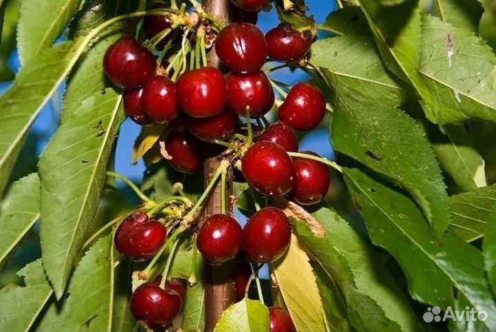 Саженцы Черешня Вишня
