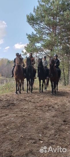 Конные прогулки