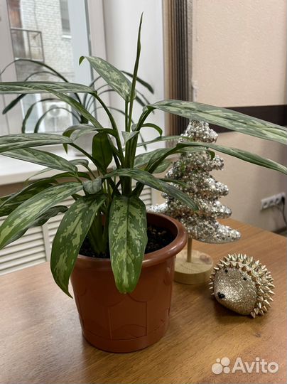 Комнатные- традесканция, аглаонема, клеродендрум