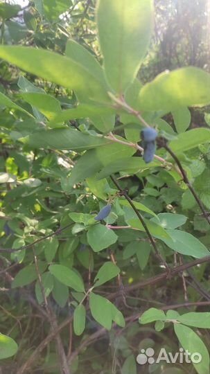 Продам жимолость