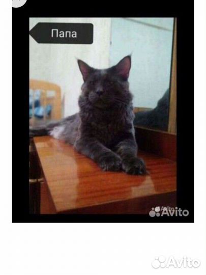 Котята мейн-кун