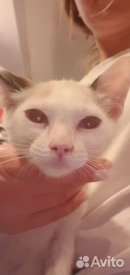 Котенок в добрые руки