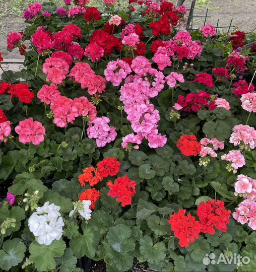 Пеларгония герань межвидовая