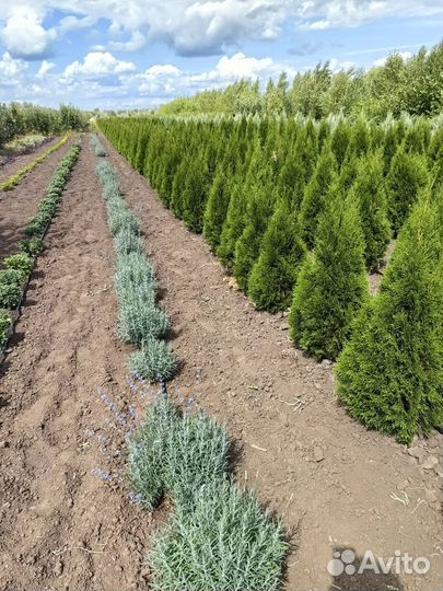 Туи, Можжевельники, Ёлка, Сосна