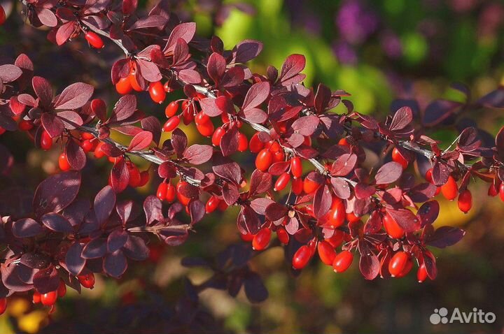 Барбарис обыкновенный: красный, зеленый