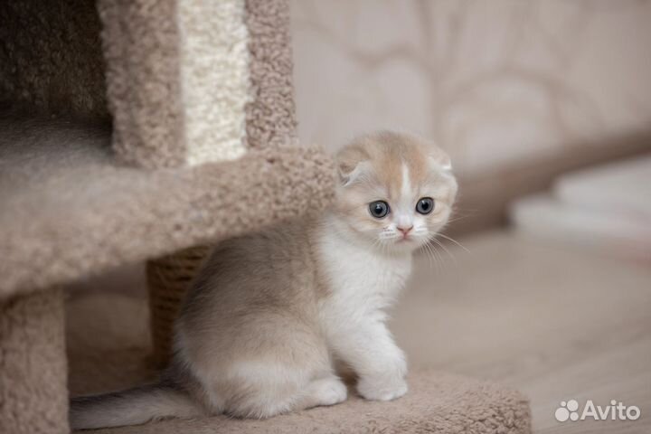 Шотландская вислоухая