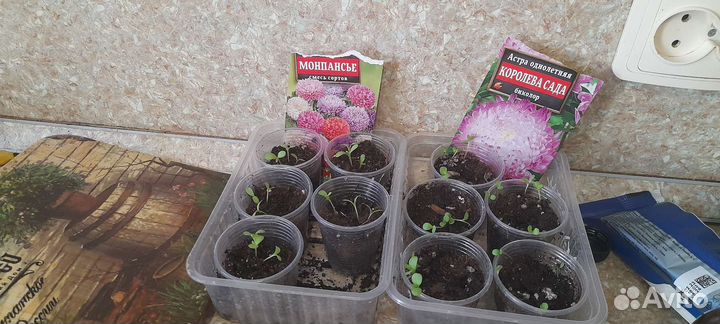 Рассада астры