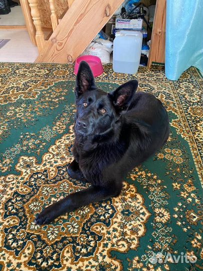 Щенок немецкой овчарки черный