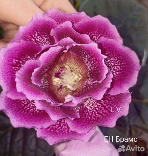 Глоксинии, Тидеи