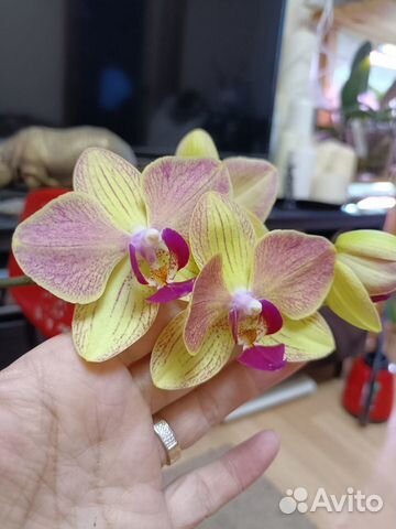 Орхидея summer
