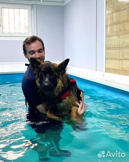 Бассейн для собак