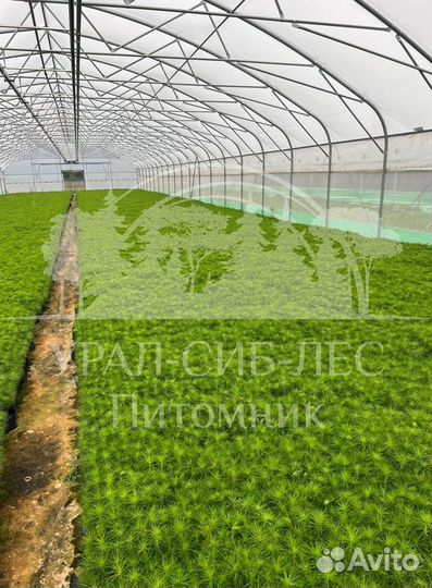 Предзаказ Голубая ель зкс сеянцы