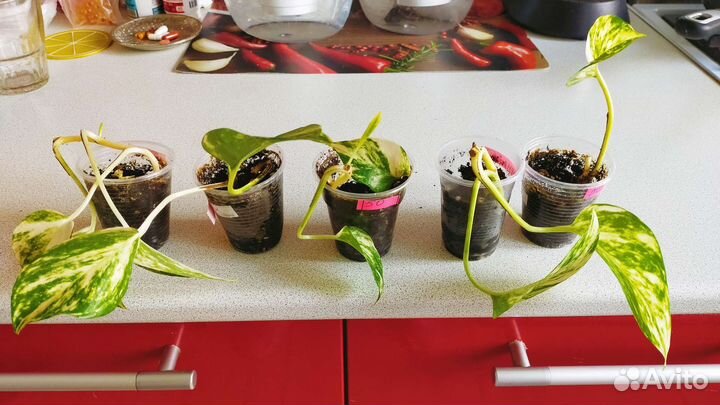 Эпипремнум сциндапсус золотистый