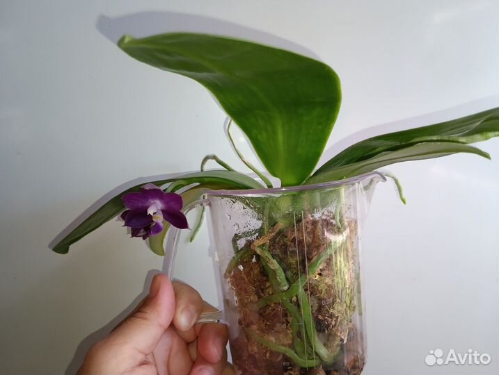 Орхидея Фаленопсис Mituo Миту