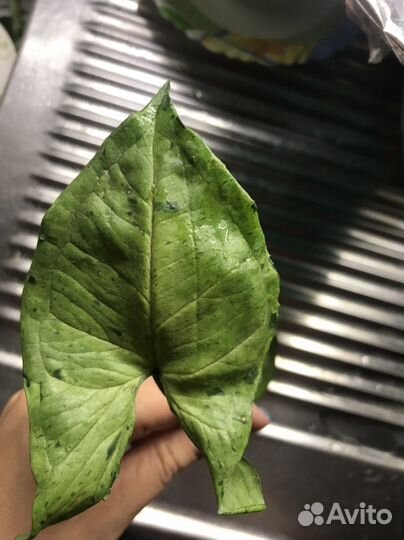 Сингониум серый призрак