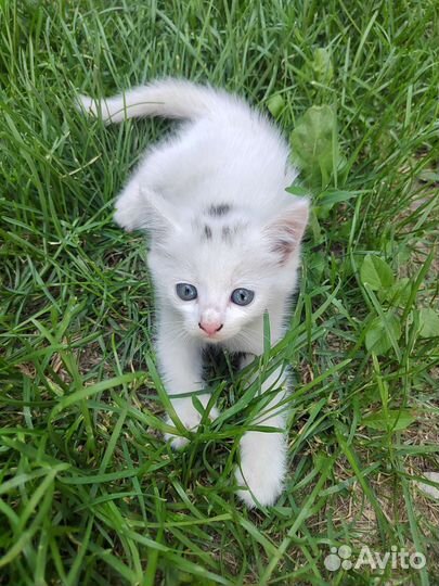 Котёнок (мальчик)