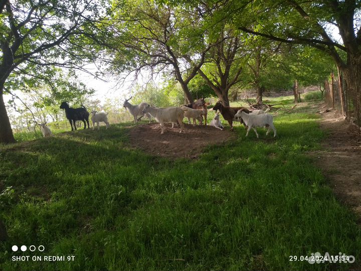 Продаются Козлы, Козы, Козлик, Козочки