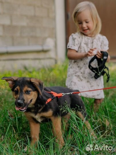 Яркая тихоня Сэра ищет дом