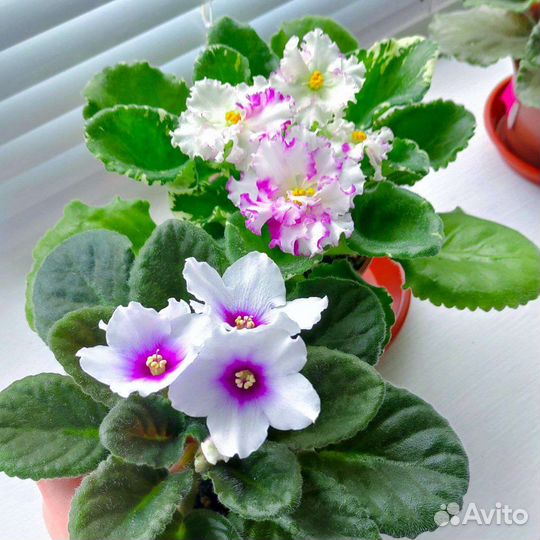 Фиалка в горшках