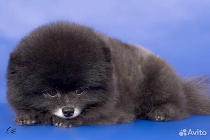 Шпиц