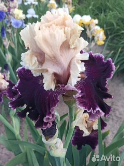 Ирисы сортовые