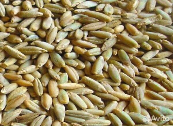 Рожь на сидерат