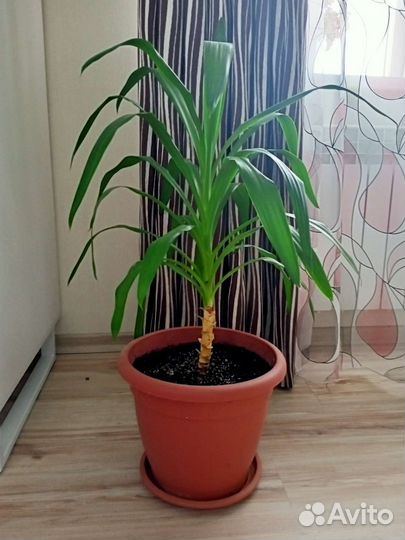 Юкка гигантская