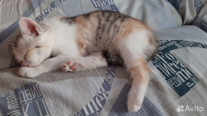 Кошки