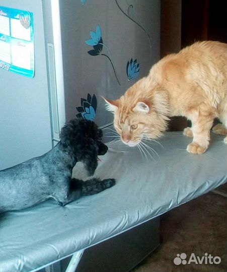 Стрижка животных