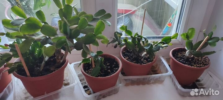 Декабристы укоренённые