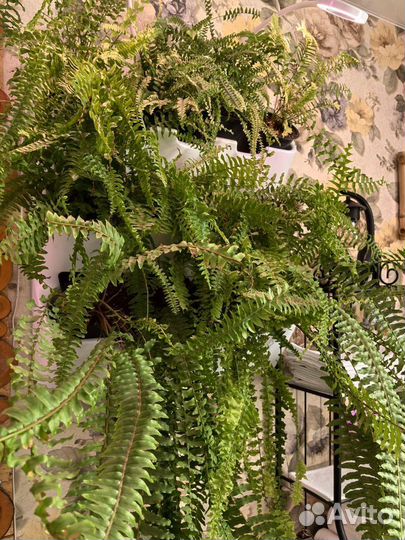 Папоротник нефролепис