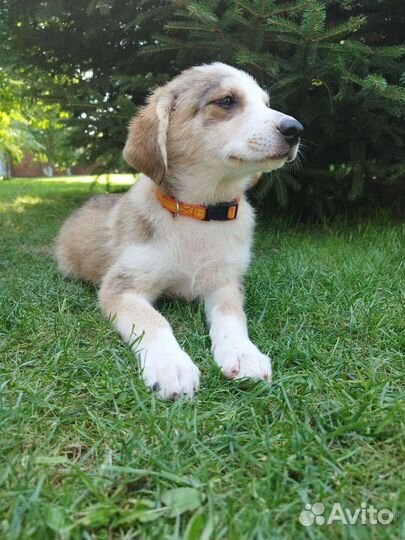 Щенок в добрые руки