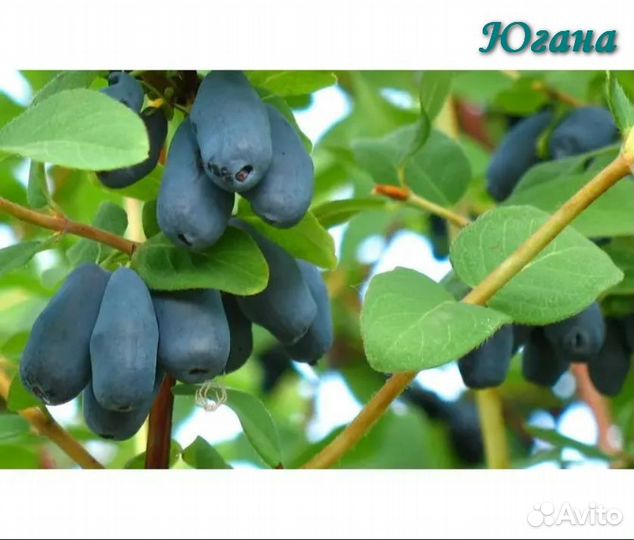 Саженцы жимолости Югана, Гордость Бакчара