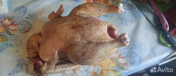 Домашние куры и утки (мясо)