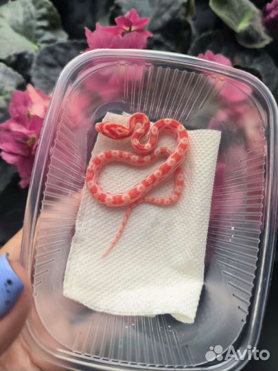 Маисовый полоз