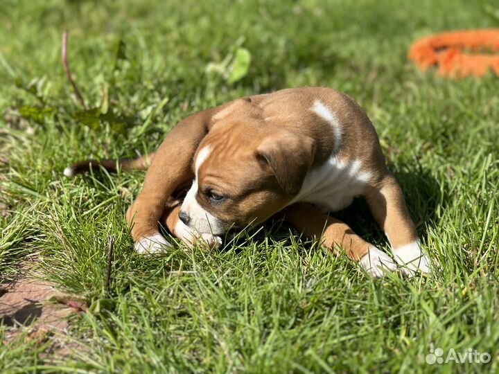 Рыжий американский стаффордширский терьер
