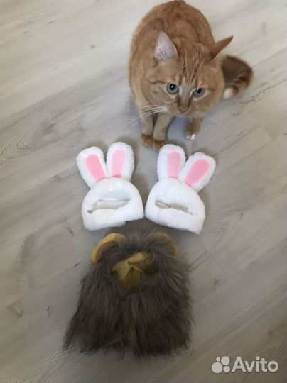 Шапка для кота