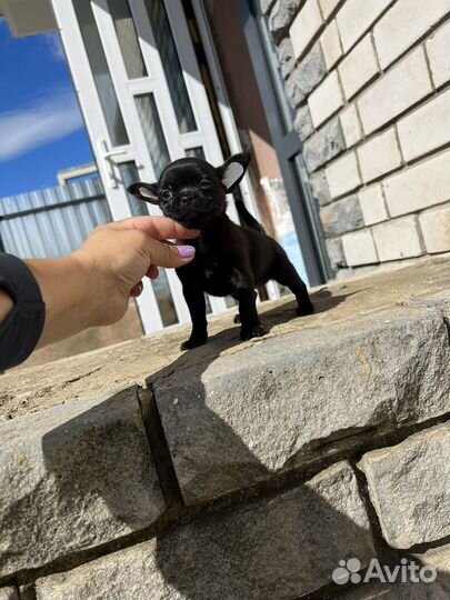 Щенки чихуахуа