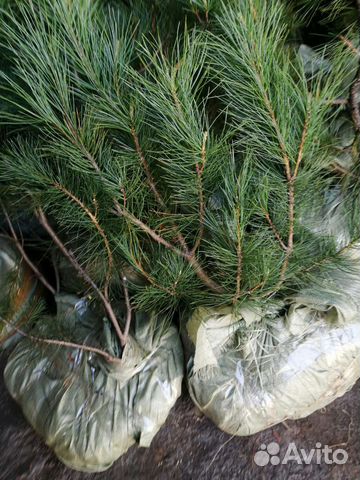 Кедровый стланик